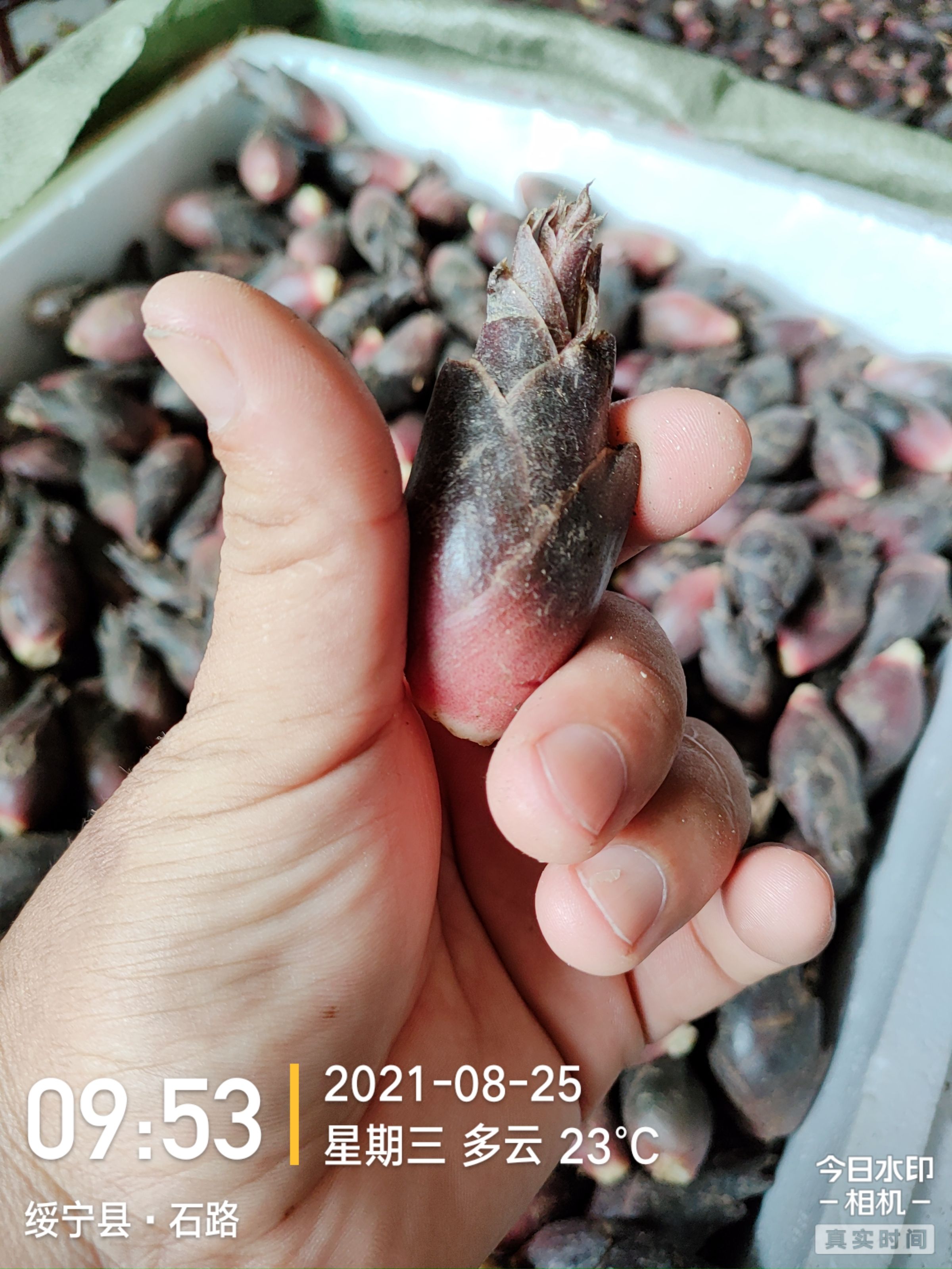 阳荷