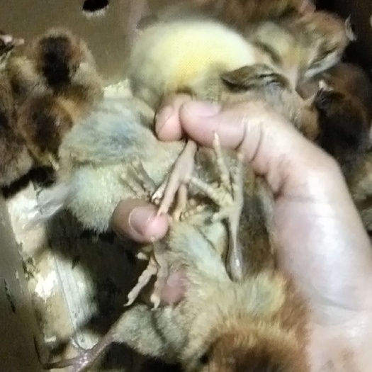 衡阳瑶鸡苗 黑瑶公苗青脚土鸡公红毛公