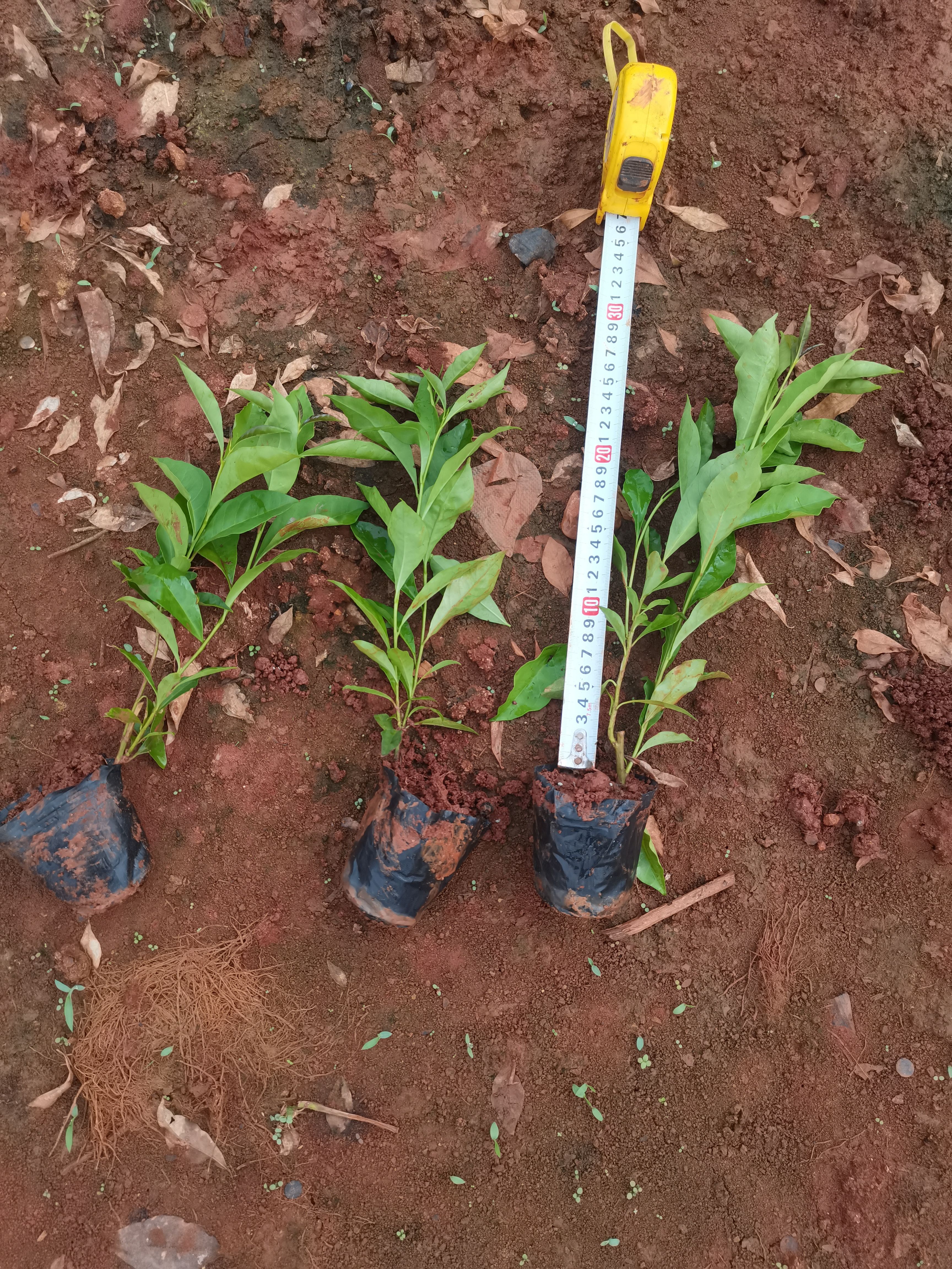 非洲茉莉  双色茉莉