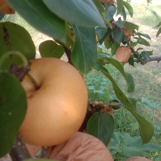 宁陵县 秋月梨