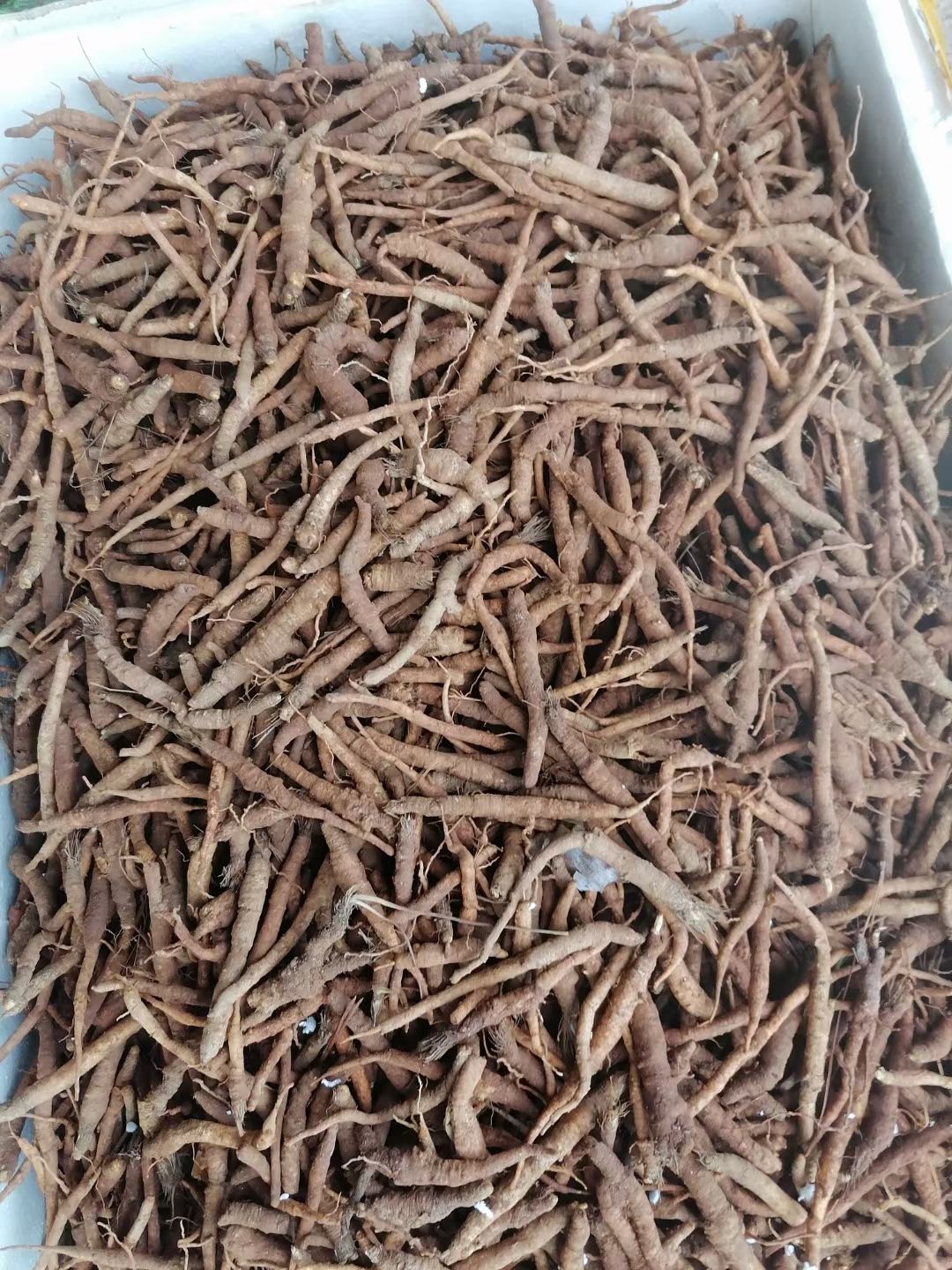  防风