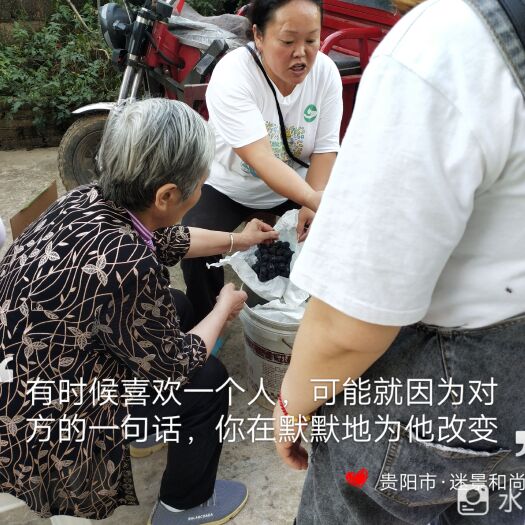贵阳 葡萄