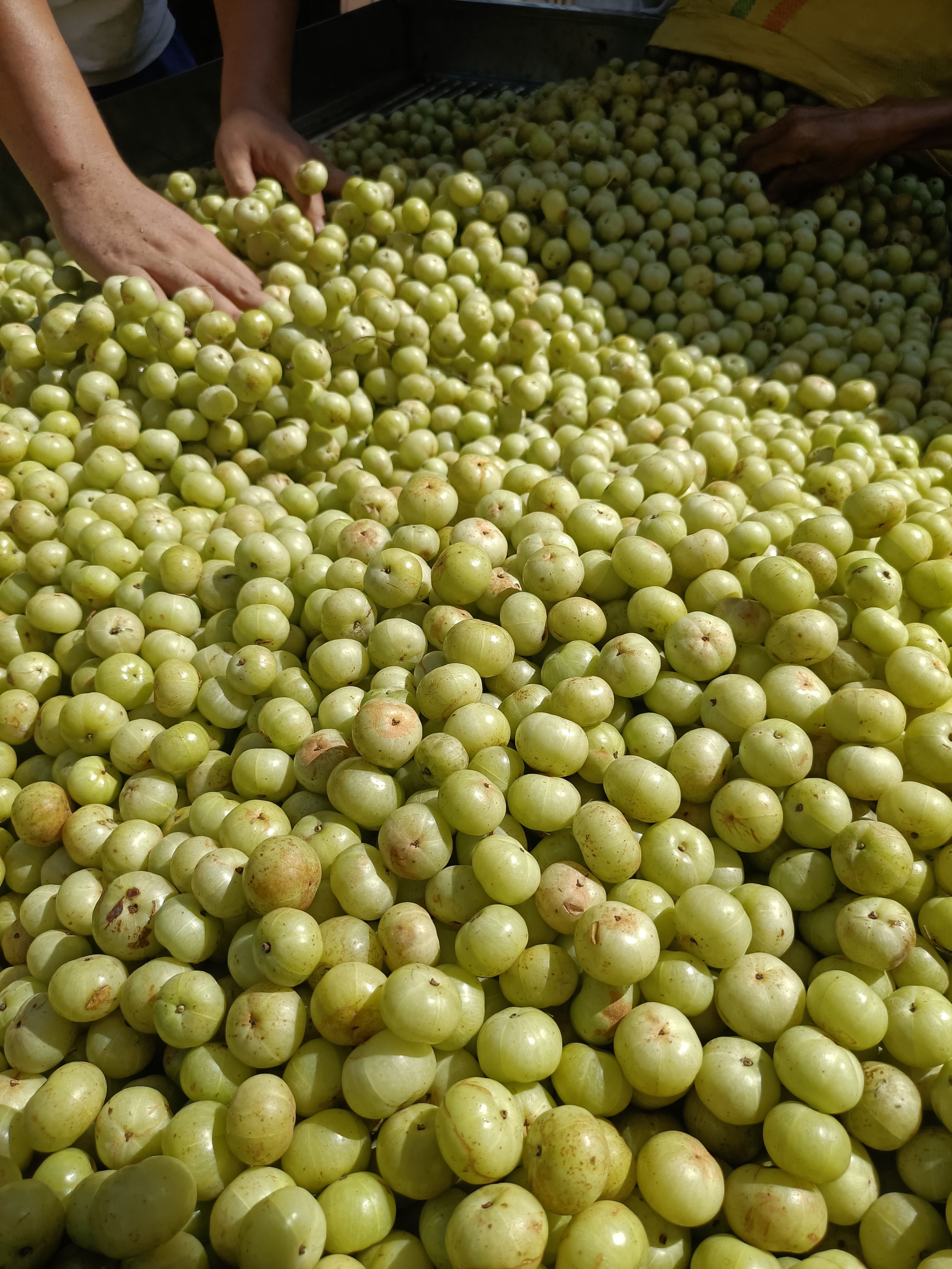 余甘果，野生余甘果，种植余柑果。品种齐全