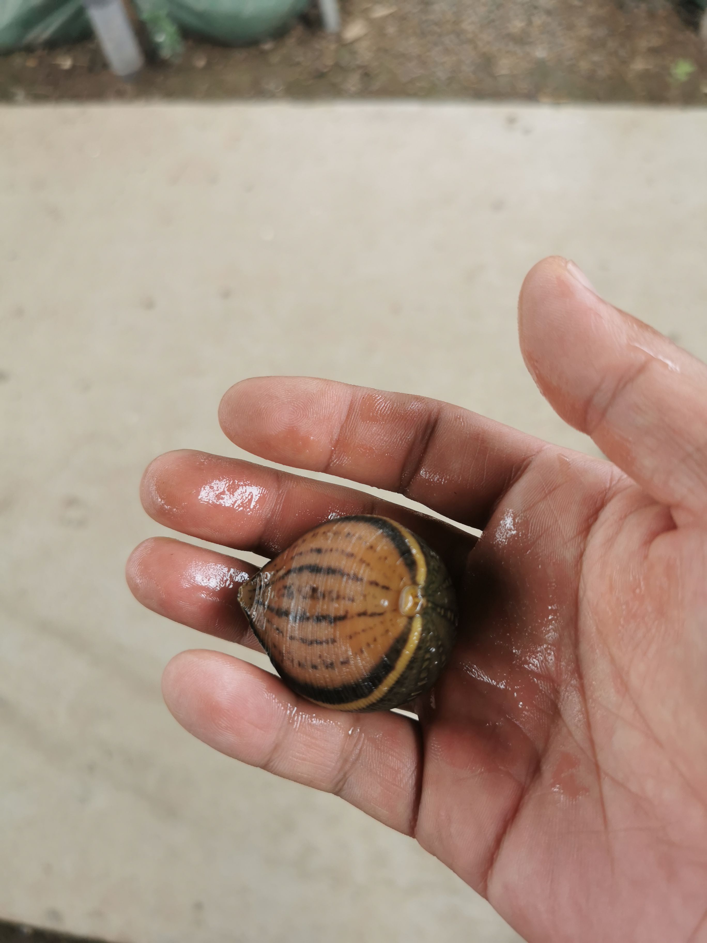 宽体金线蛭  水蛭鲜活，30-40个每斤，价格可谈