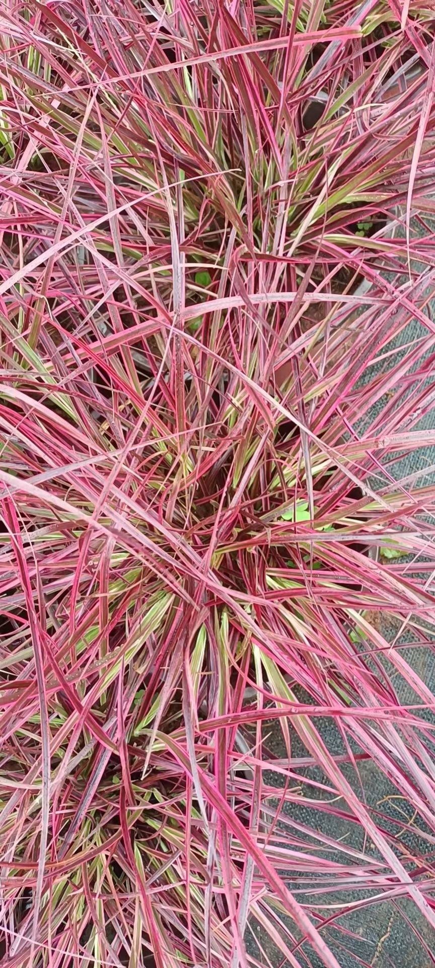 狼尾草 