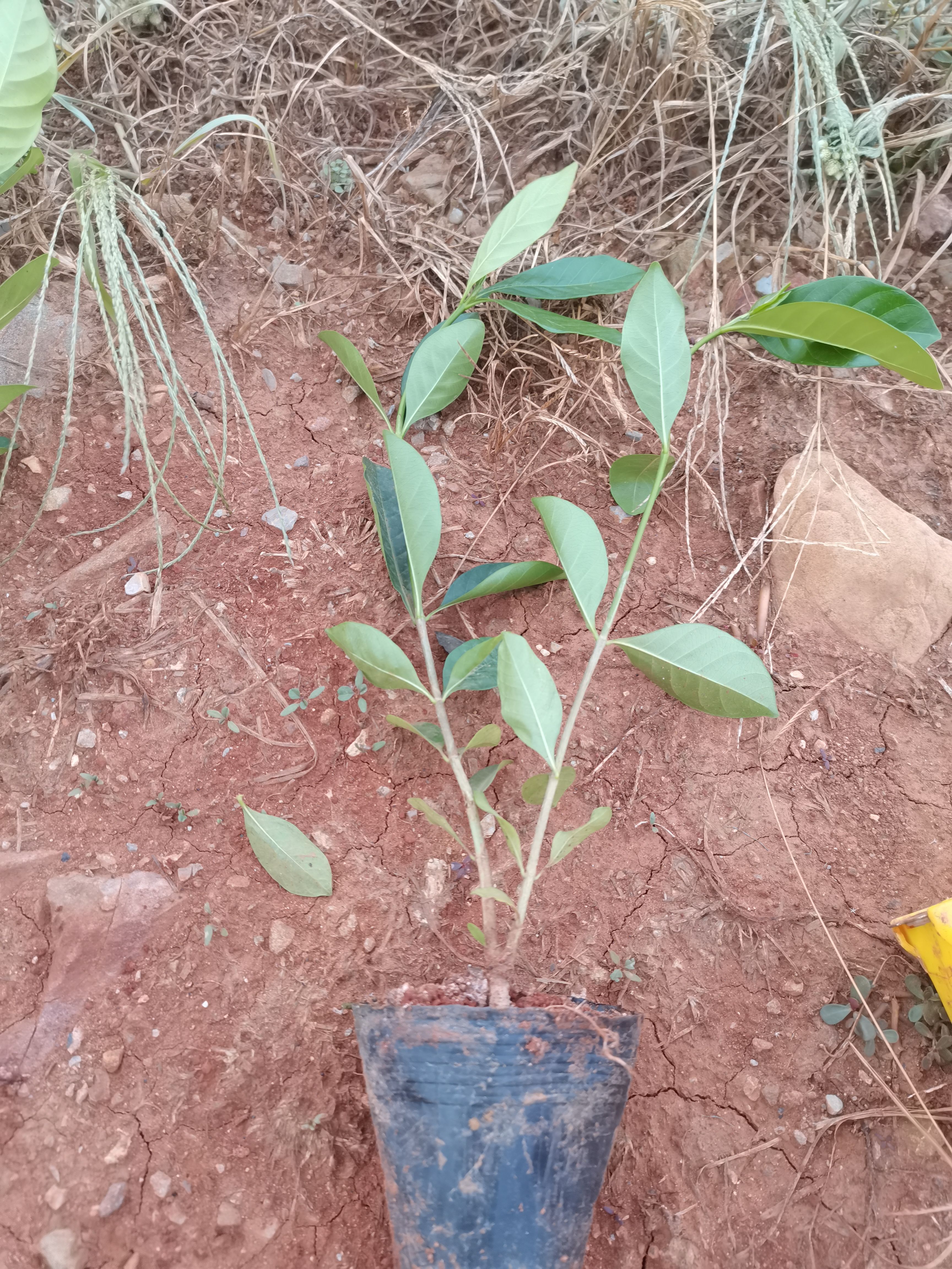 大葉梔子花，小葉梔子，昆明種植園直銷