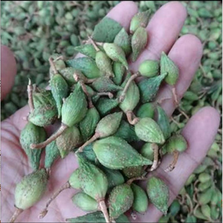 金钟连翘苗  连翘苗 杯苗   地苗 耐寒耐干旱耐瘠