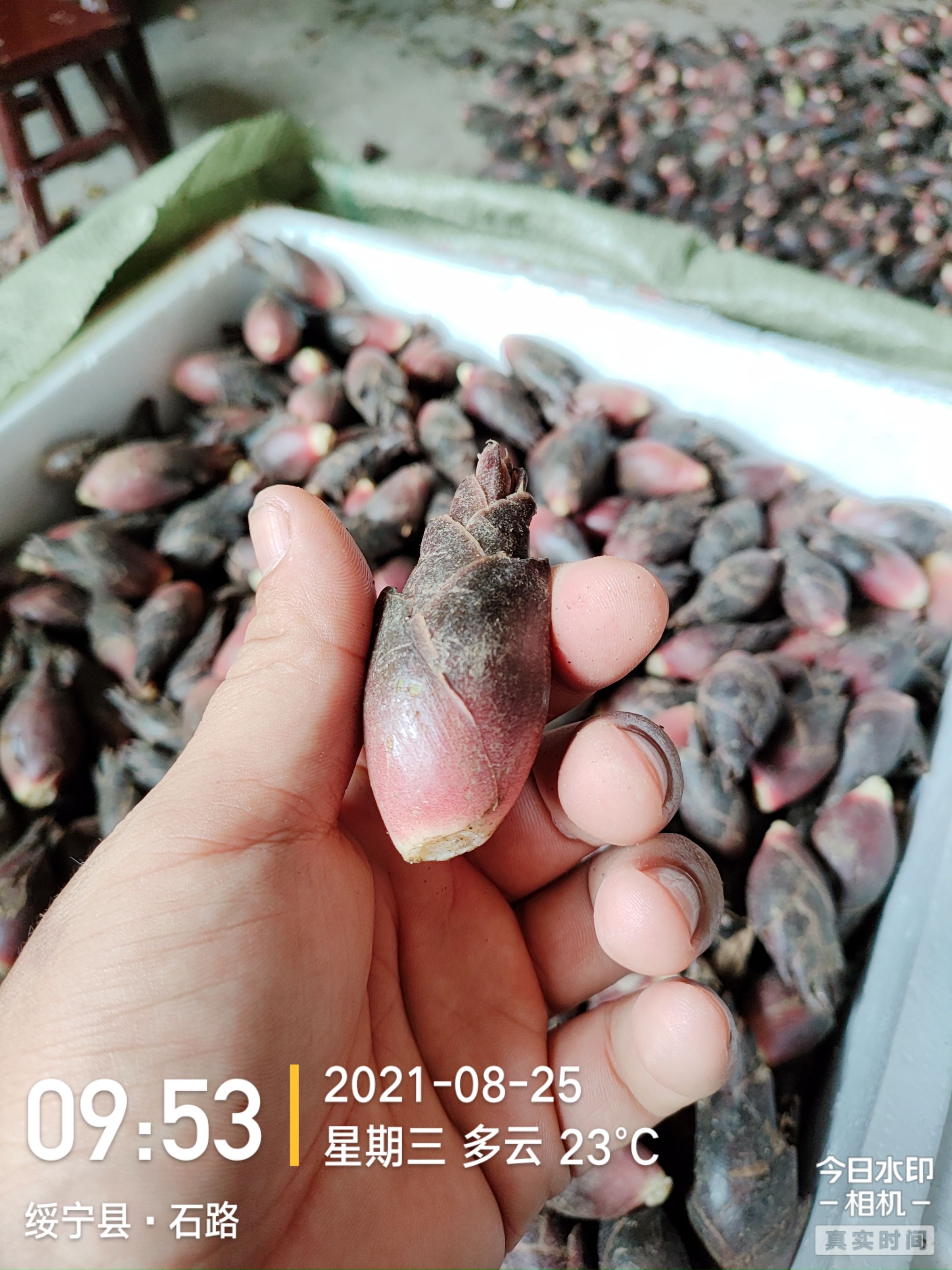 阳荷