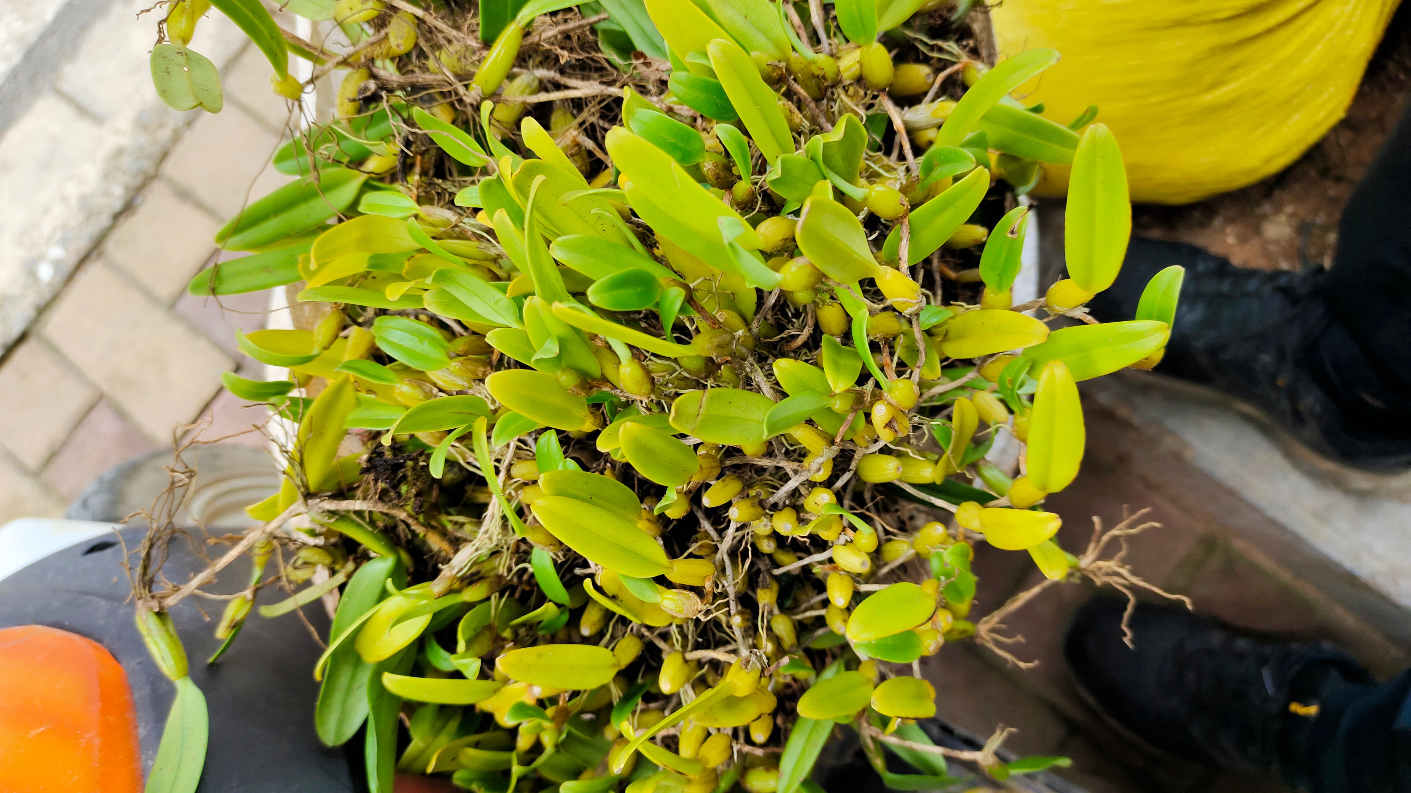 石橄榄单叶中小果，单叶中果饱满干净