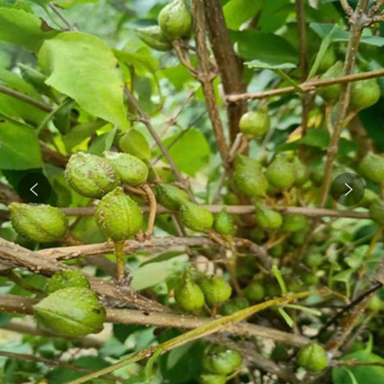 金钟连翘苗  连翘苗 杯苗   地苗 耐寒耐干旱耐瘠