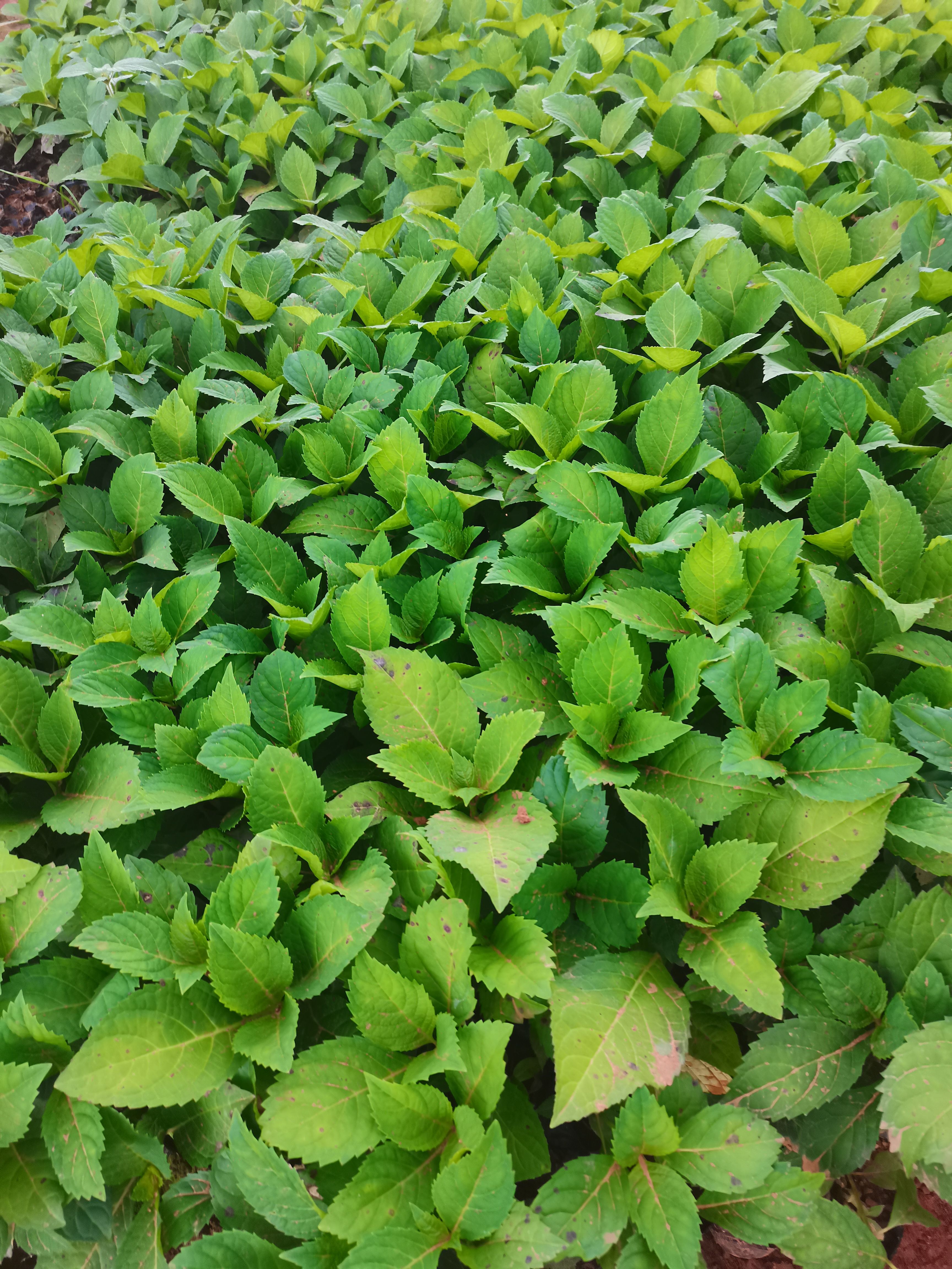 八仙花，无尽夏绣球