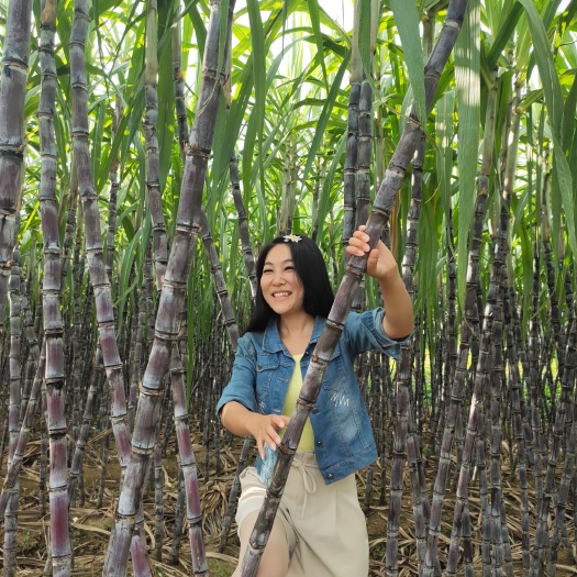 广西黑皮甘蔗种植基地  质优价廉  可视频看货  诚信天下