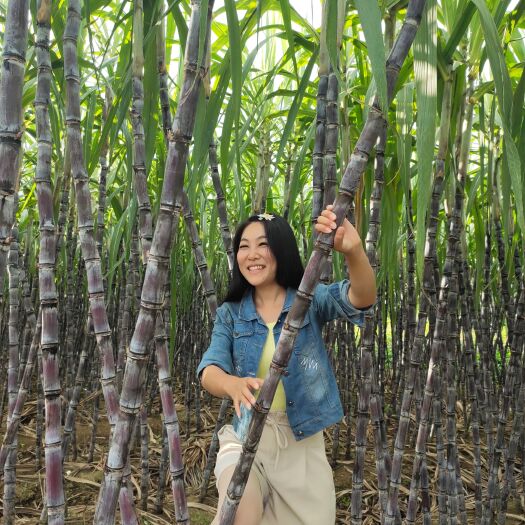 龙州县广西黑皮甘蔗种植基地  质优价廉  可视频看货  诚信天下