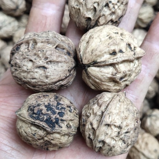 永胜县泡核桃 云南核桃产地货源，价格便宜，质量保证！