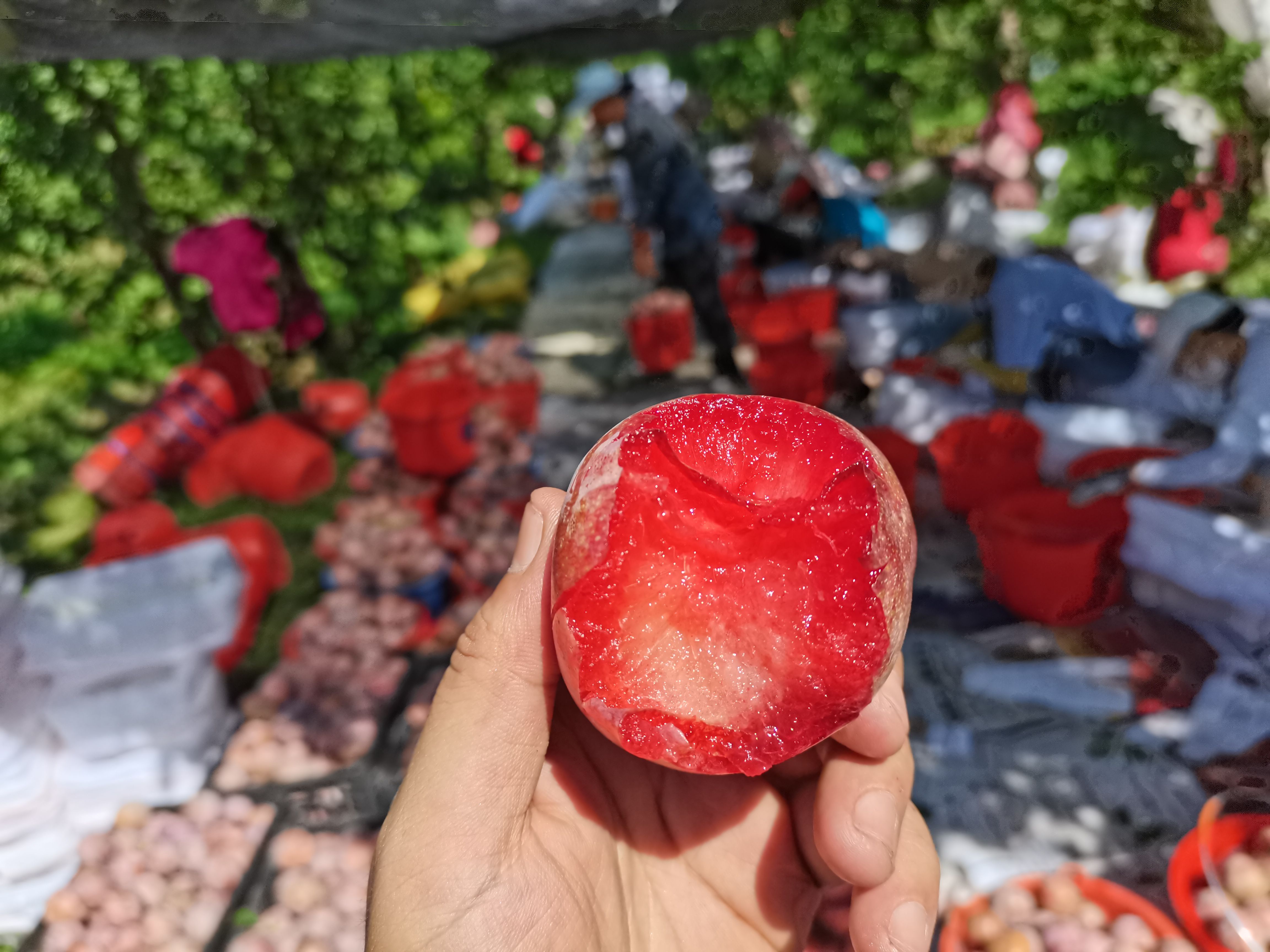 李子  疆凌果业产地直供《恐龙蛋》