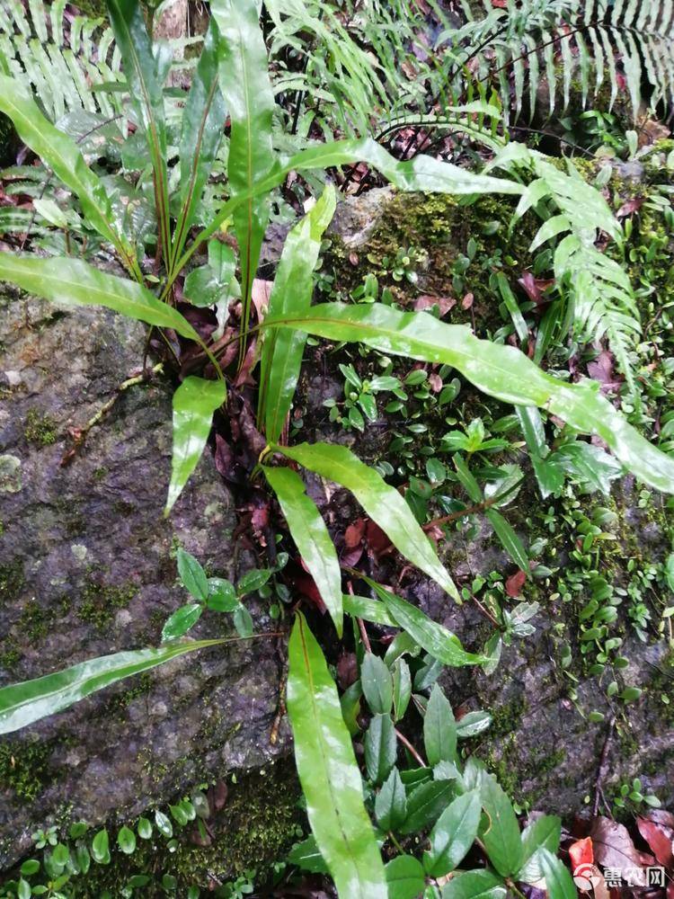 化石草，滑石草