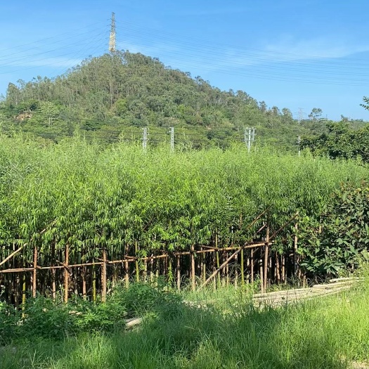 普宁市旱柳  柳树5-20公分