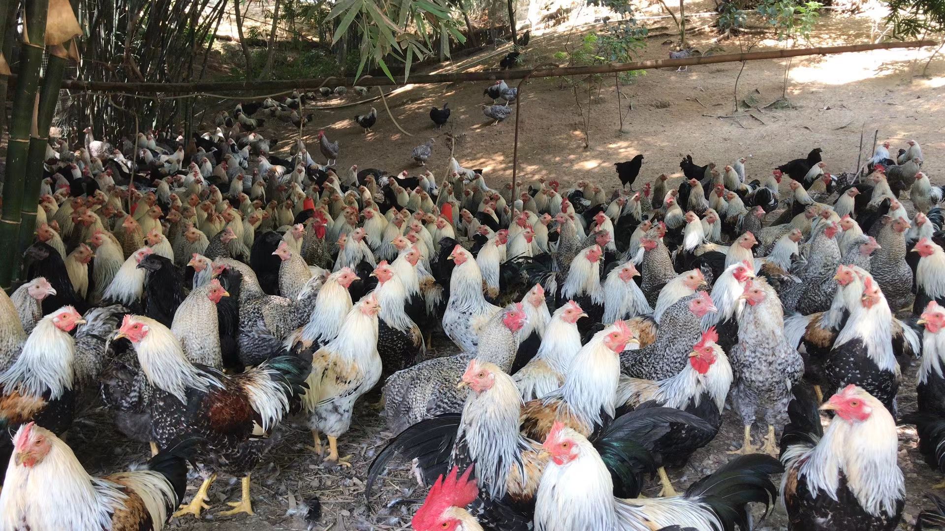 杏花鸡 靓货任挑任选喜欢哪个装