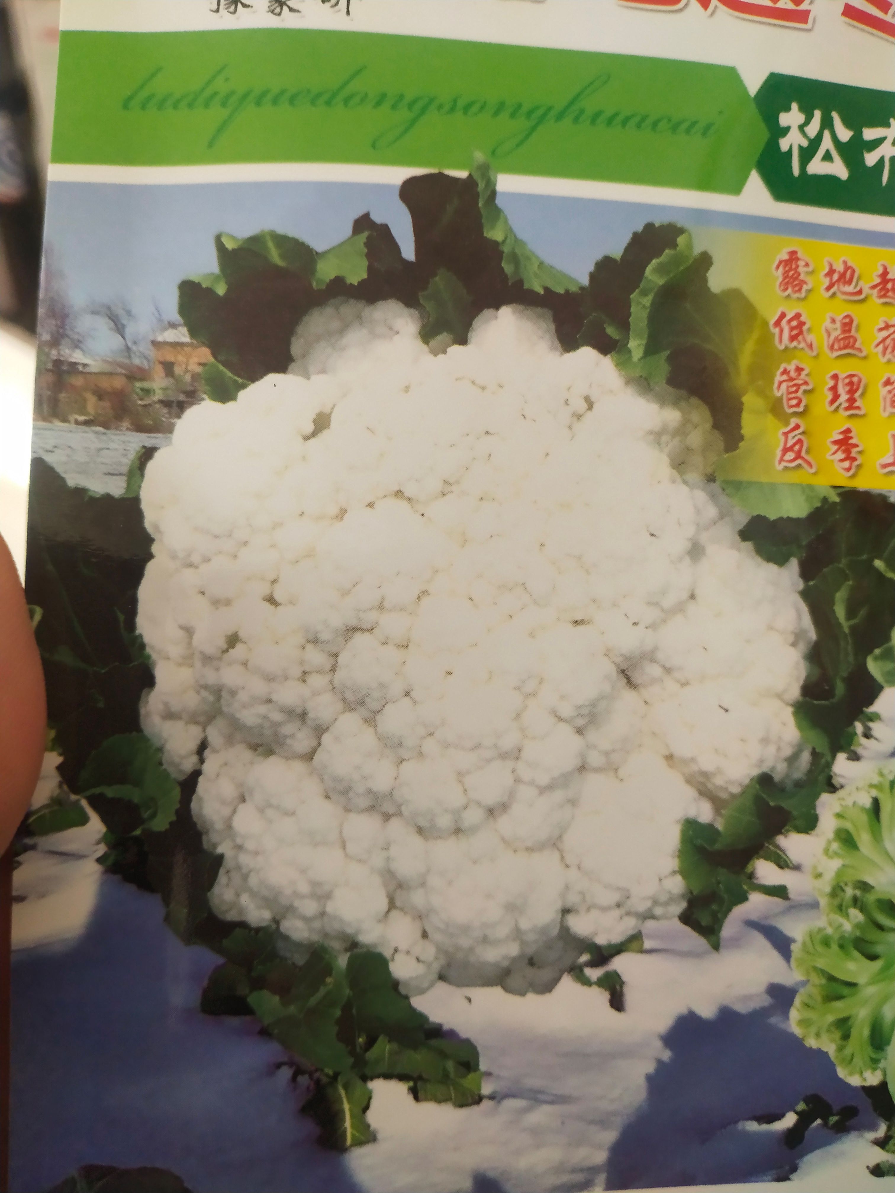 耐严寒松花菜种子 露地越冬 松布冬1号 低温花球不长毛