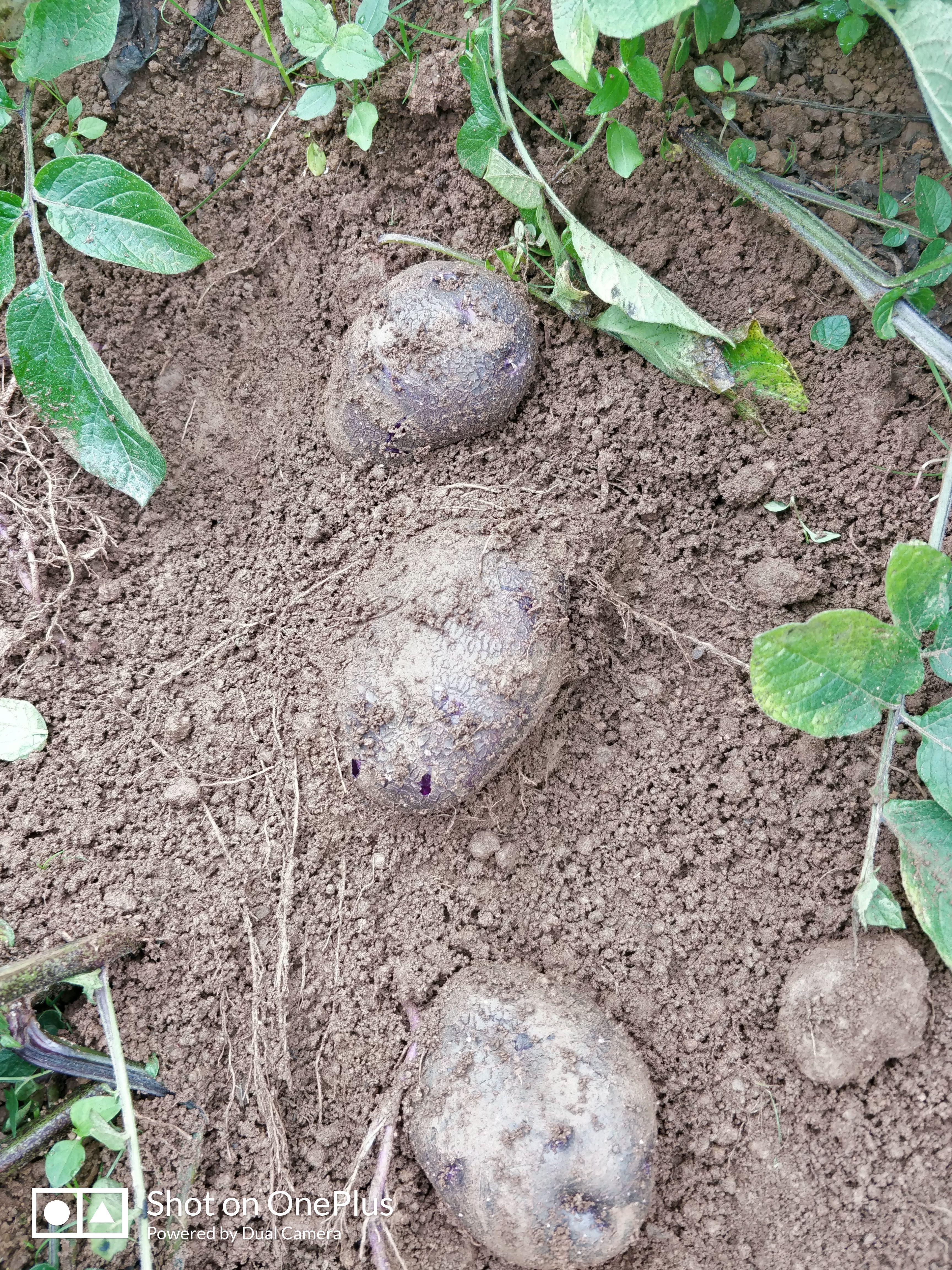 彩色马铃薯  大山包3000米种植基地，黑洋溢