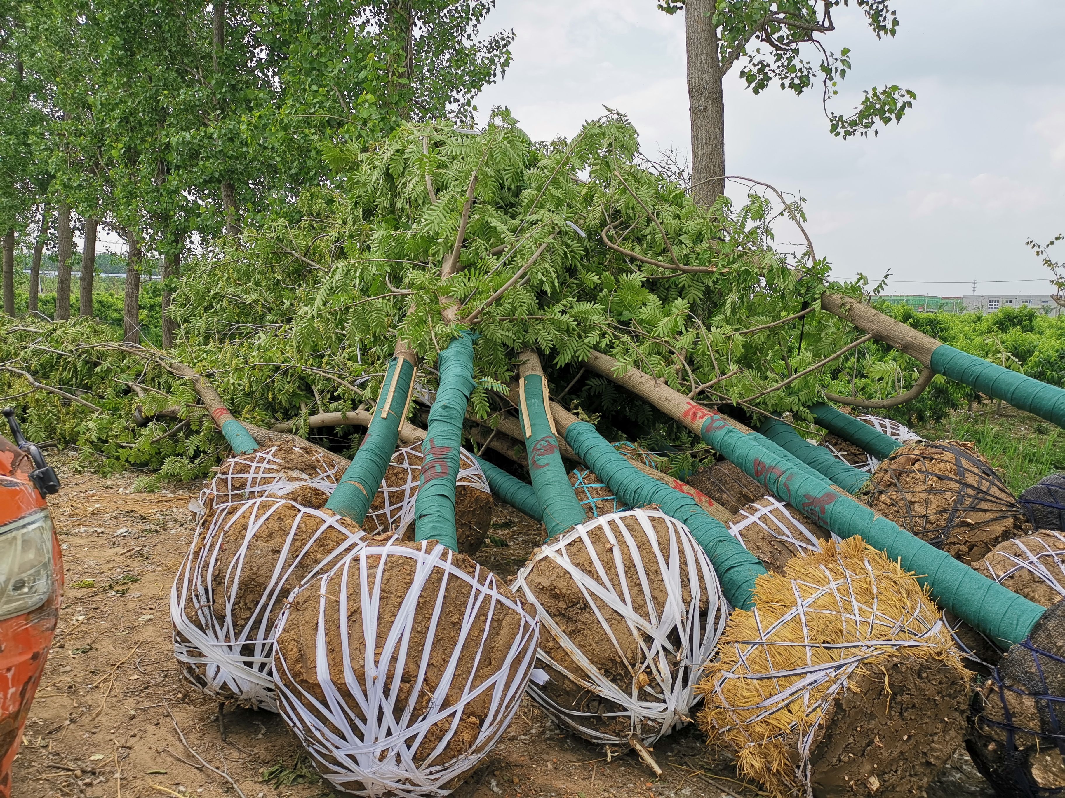  精品枫杨树苗圃低价处理