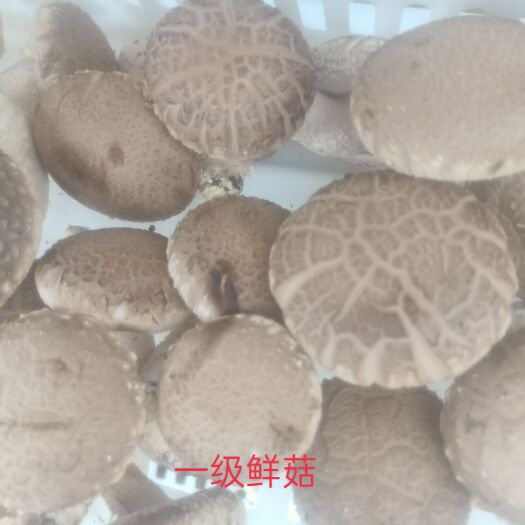万荣县平菇 鲜菇，大量