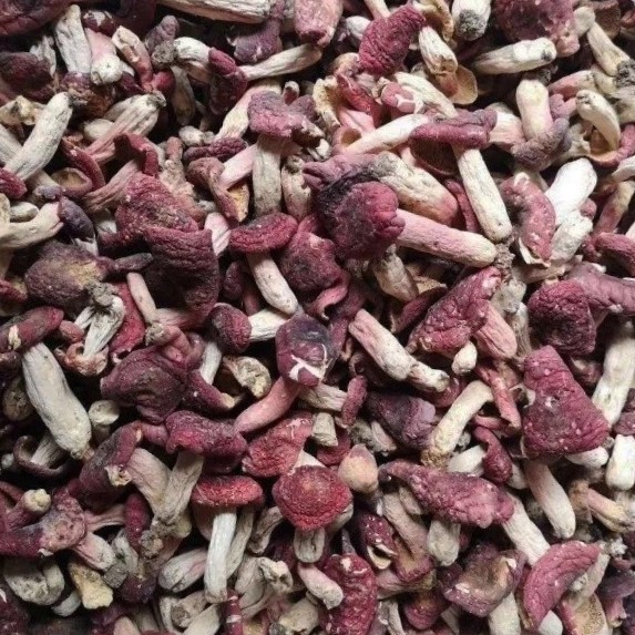 精选野生红菇未开伞小菇 产地直发 一手货源 现货2000斤