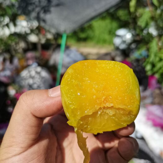 李子 疆凌果业供应美国绿宝石