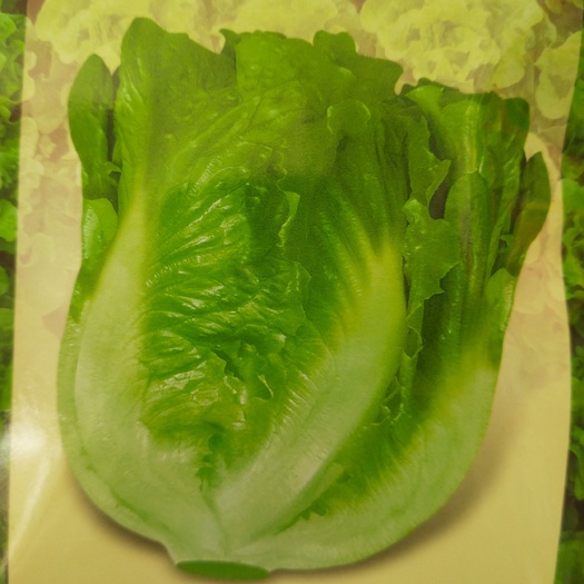 扶沟县生菜种子 意泰利3号 早熟生长速度快 45天左右 每亩3袋