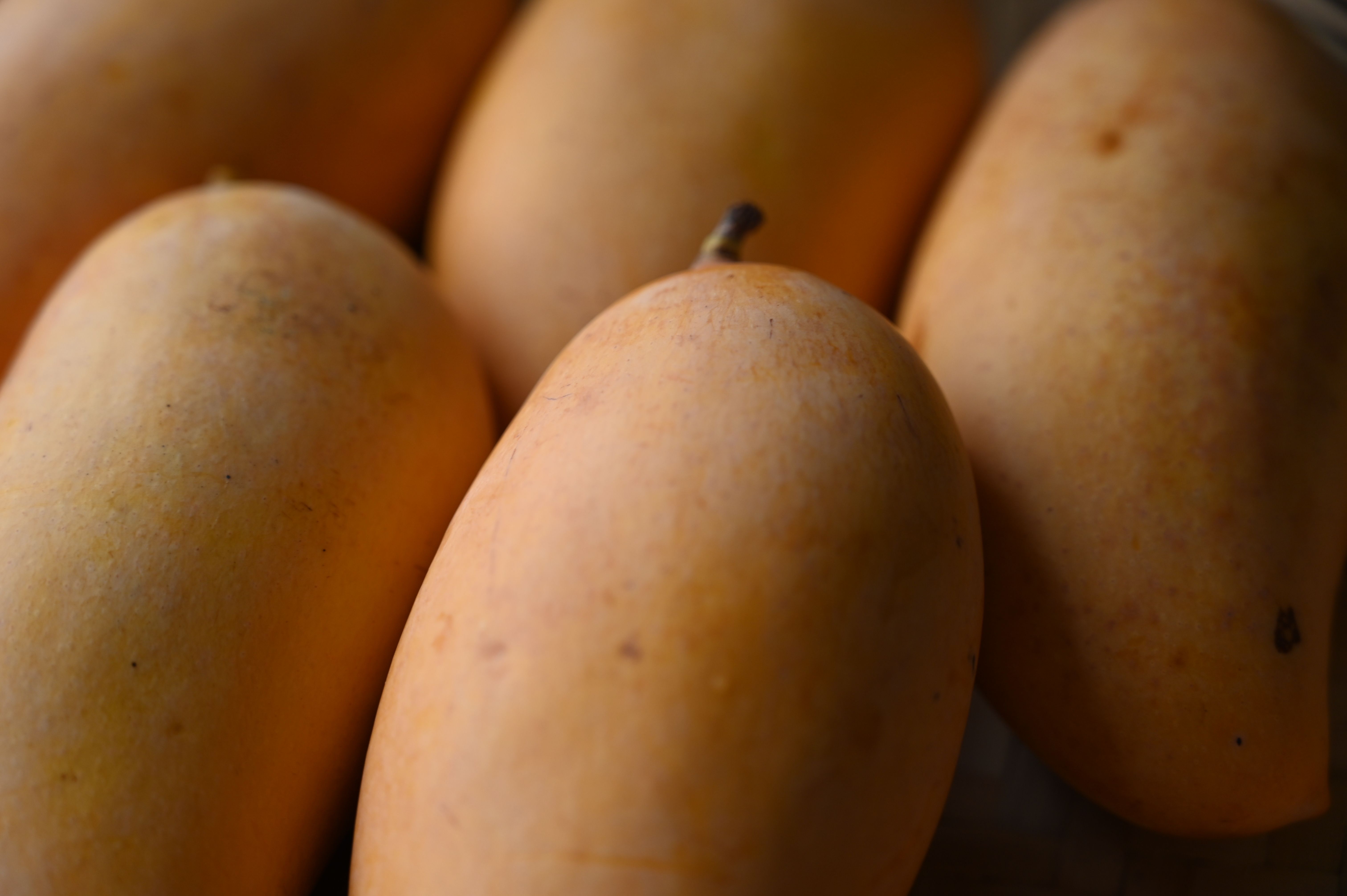 芒果 云南景东晚芒