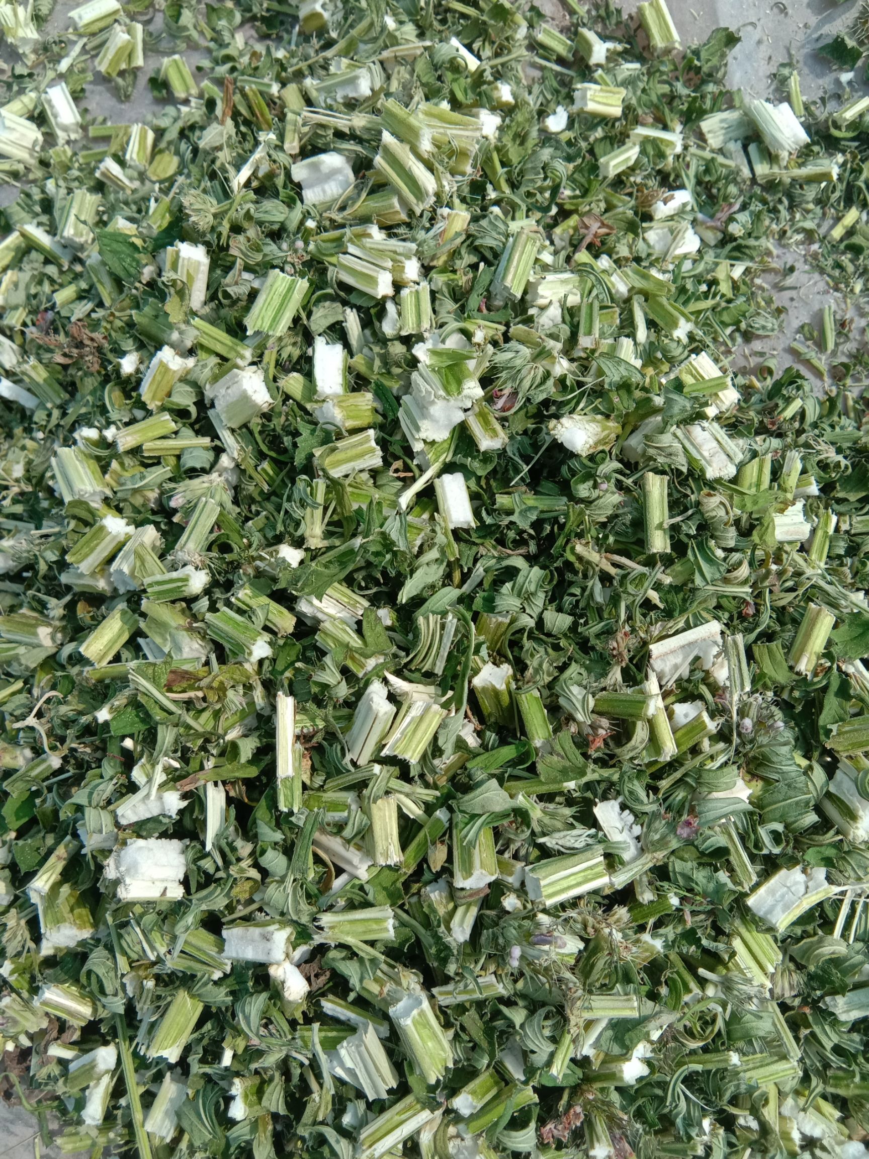益母草