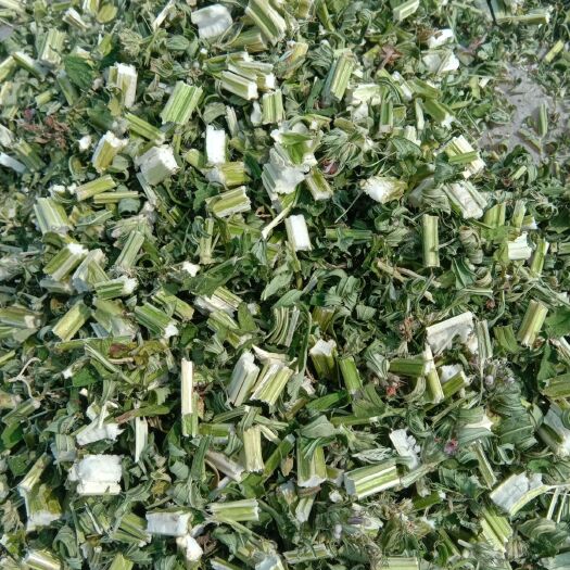 兴城市益母草