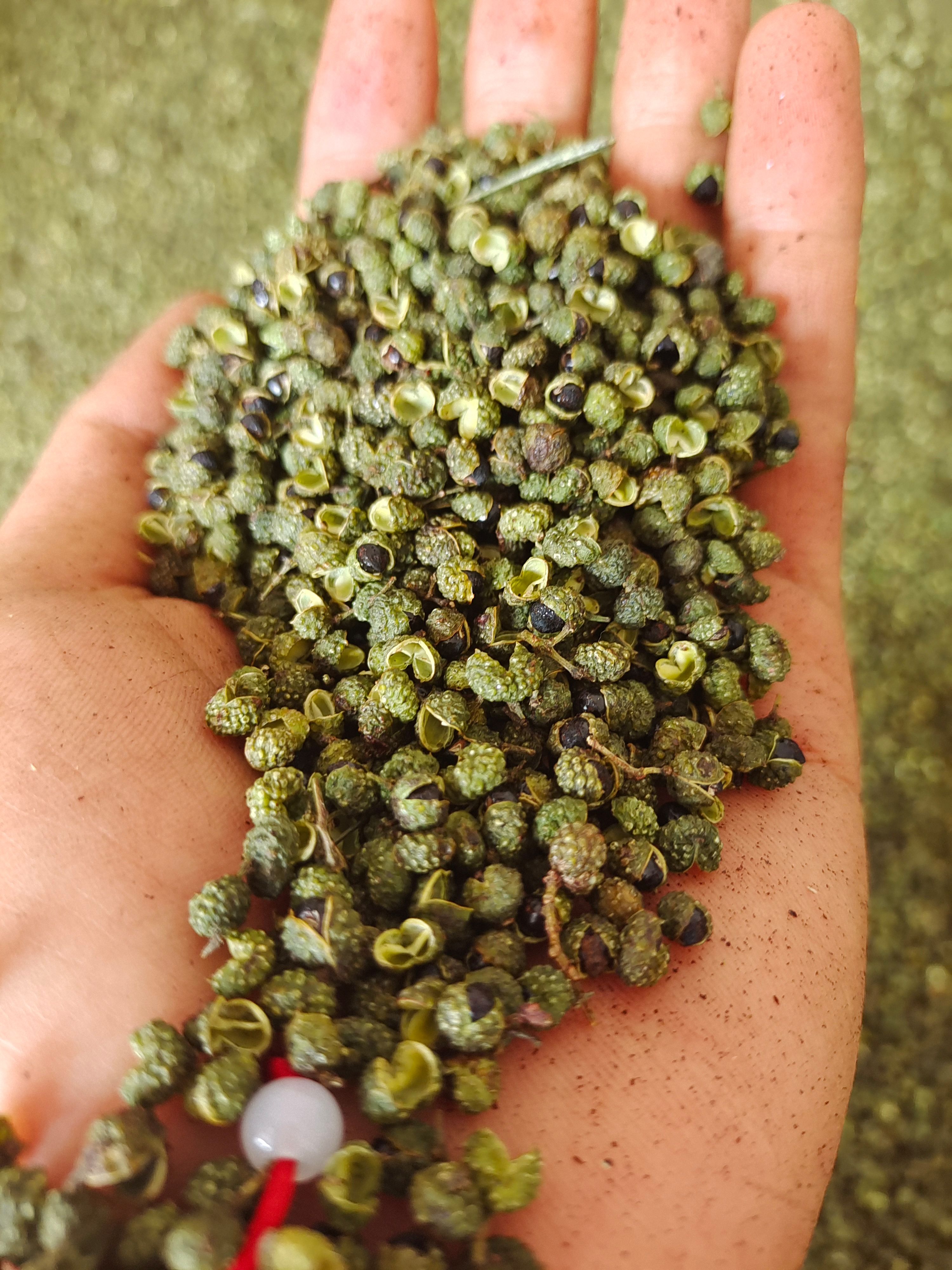 青花椒  青麻椒