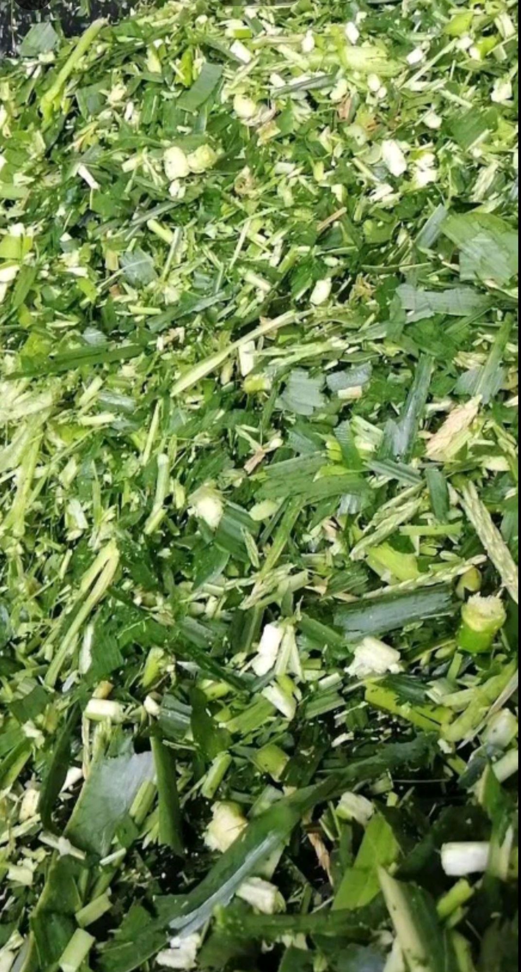 青储草  玉米青贮  大量供应牛羊营养饲料草