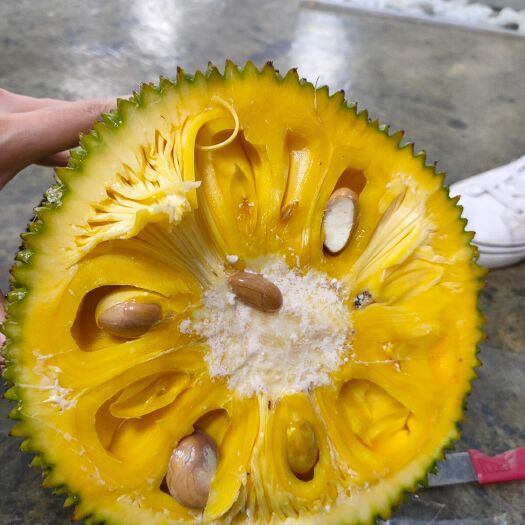 海口海南黄肉菠萝蜜海南直供量大联系