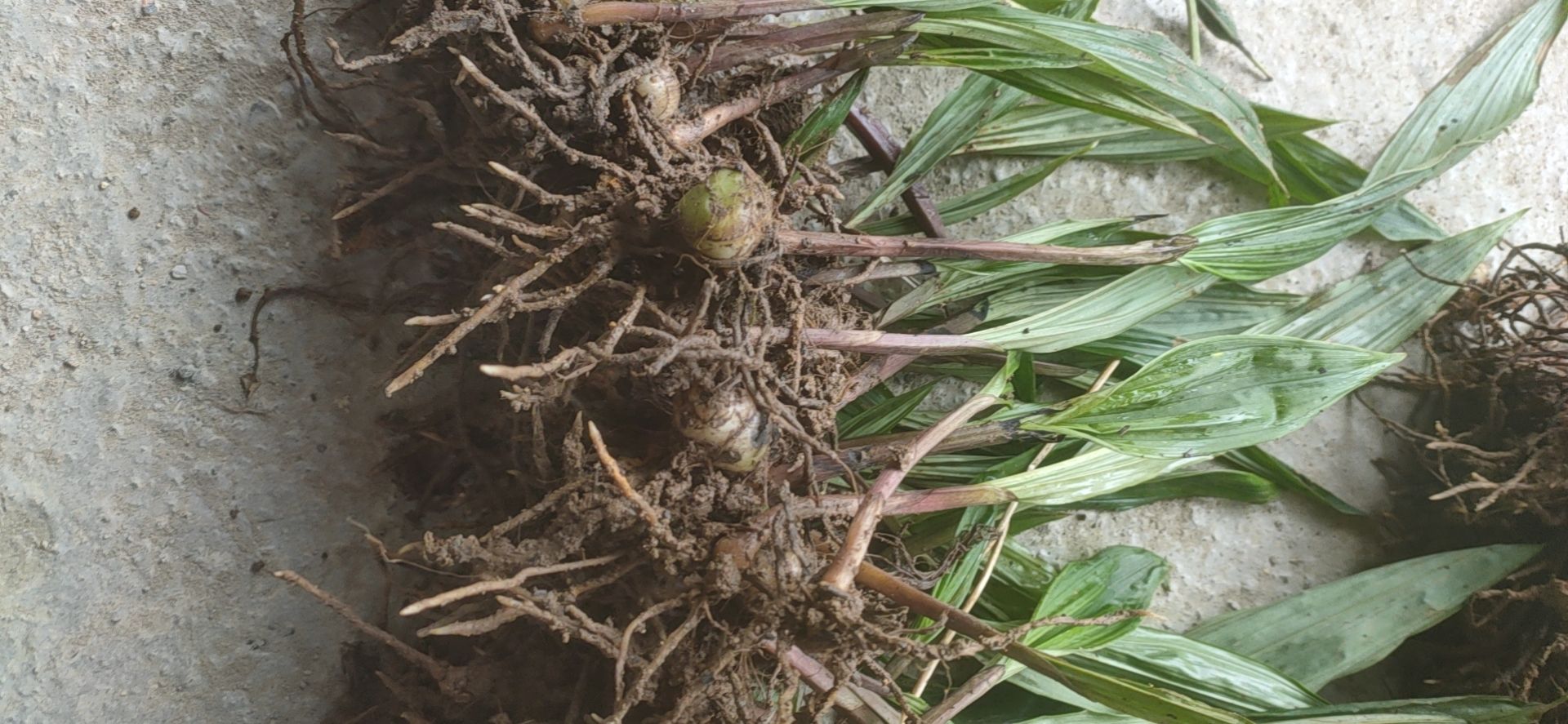 山慈菇种苗  山慈菇