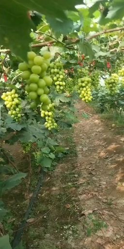 【基地直发】辽南葡萄基地阳光玫瑰葡萄 颗粒大 口甜有香味