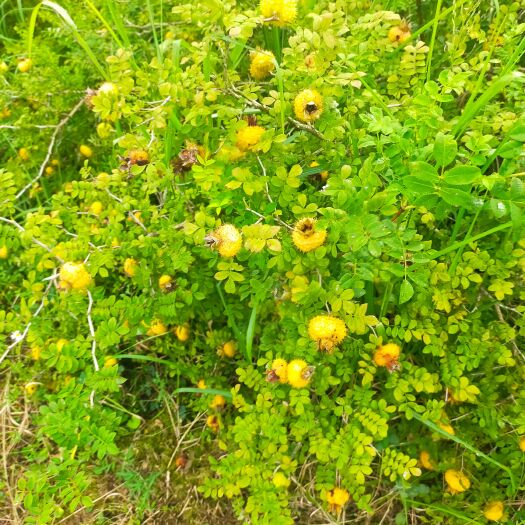 瓮安县 刺梨五千亩种植基地