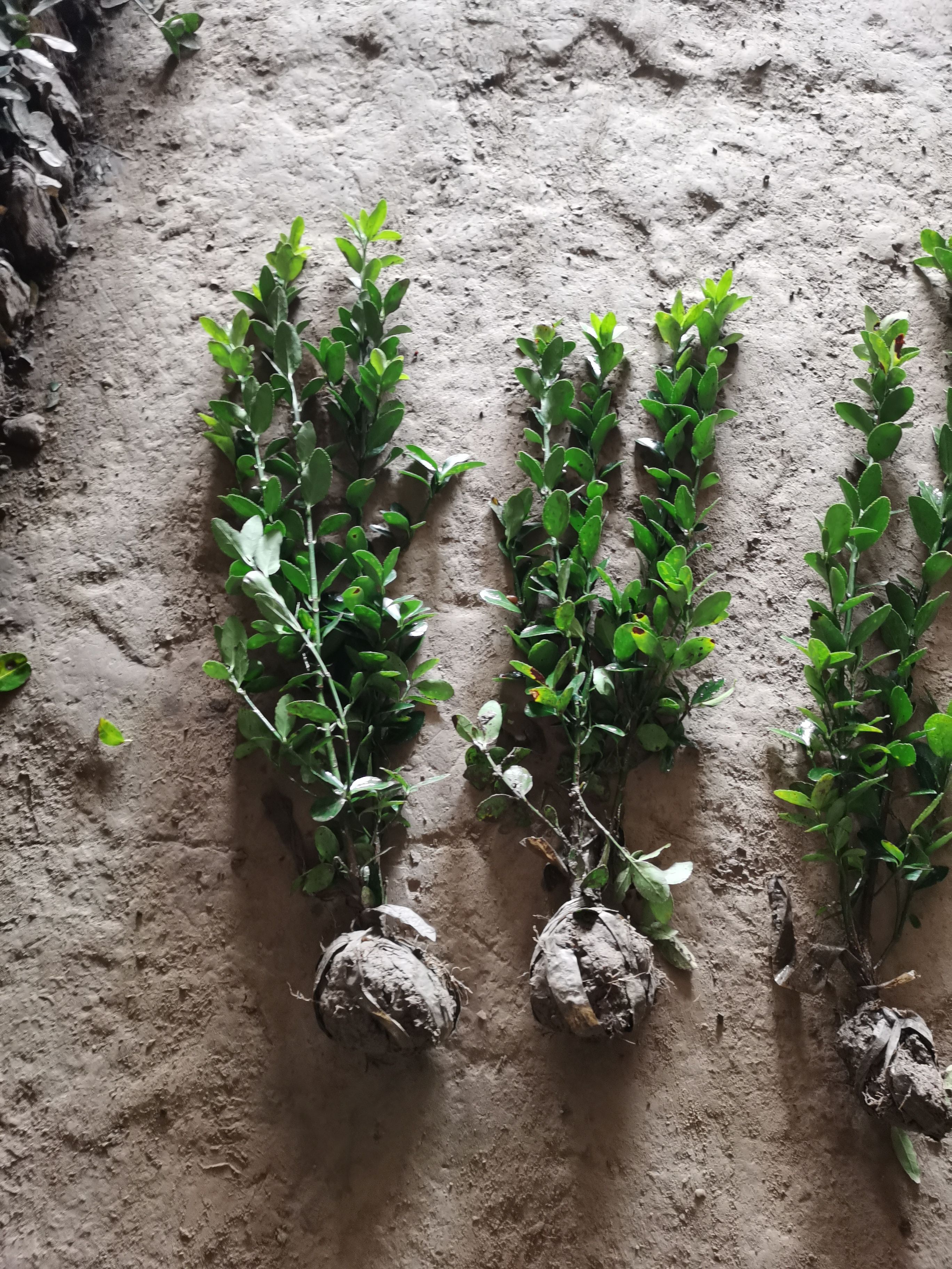 大叶冬青  大叶黄杨四季长青