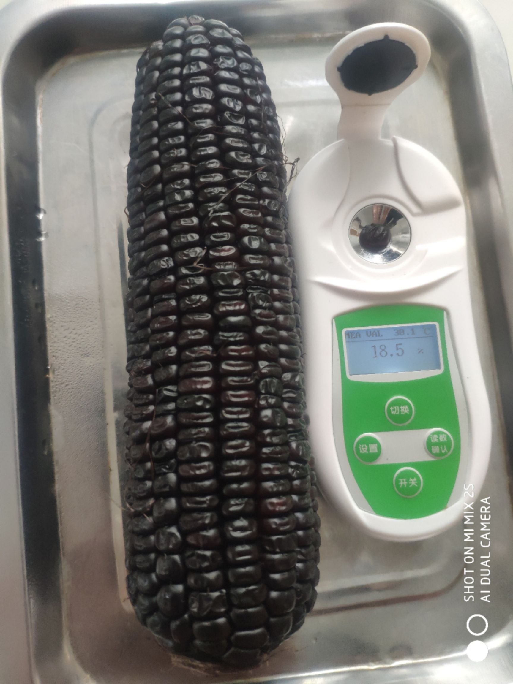 甜玉米  黑甜糯系列鲜食品种玉米，接受订单种植