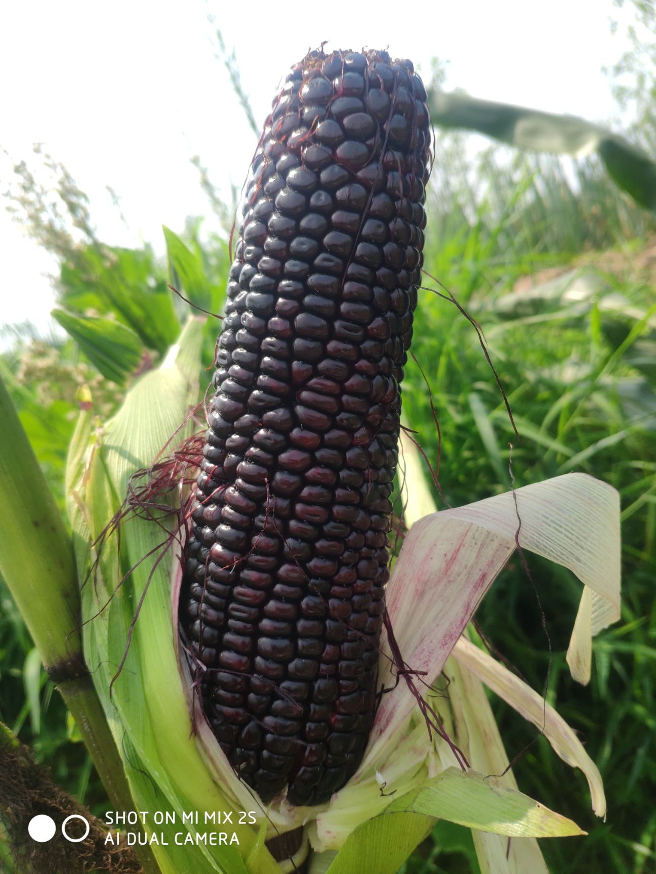 甜玉米  黑甜糯系列鲜食品种玉米，接受订单种植