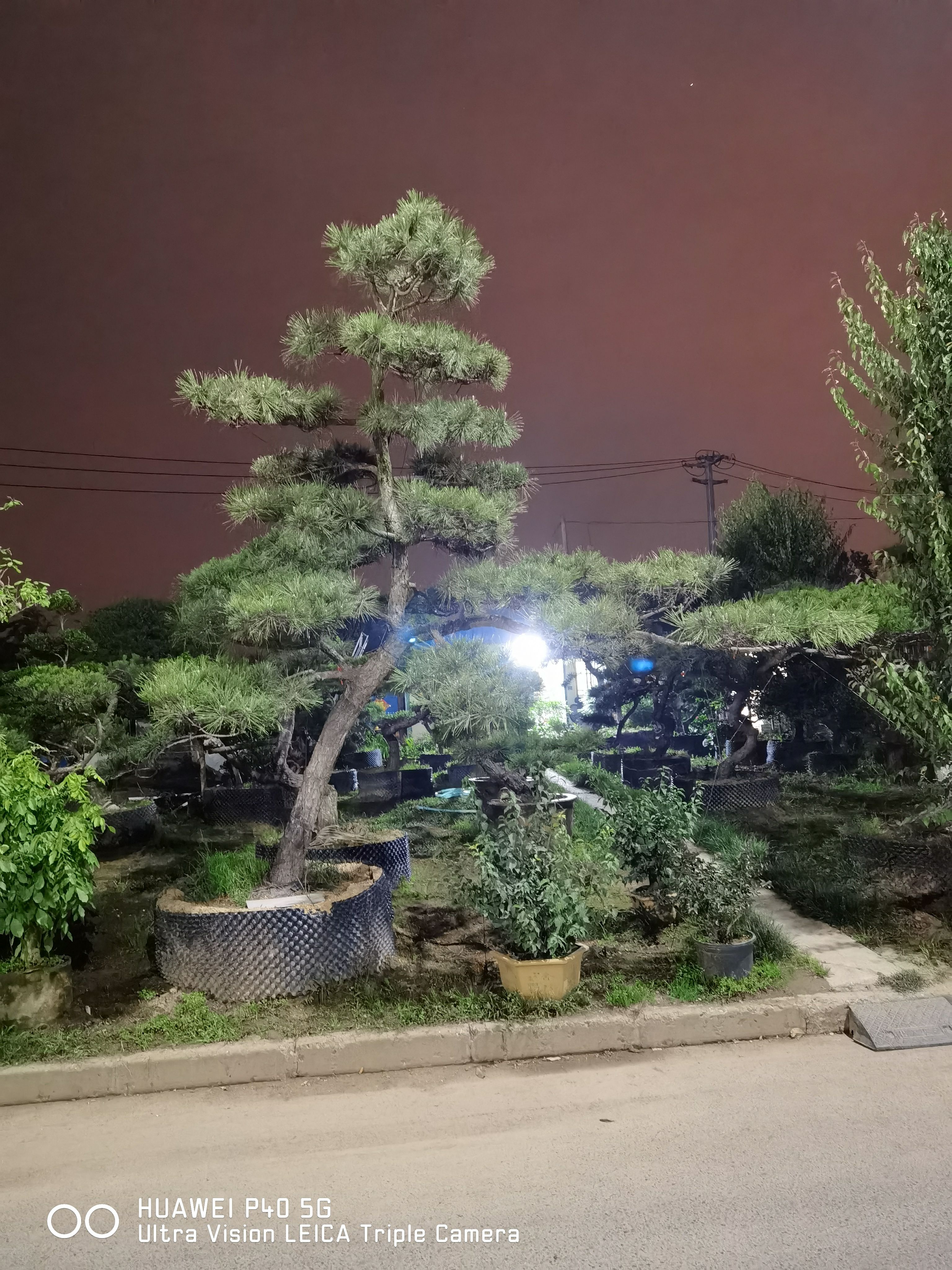 黑松造型黑松盆景江苏山东造型黑松地景黑松景观松松树黑松桩