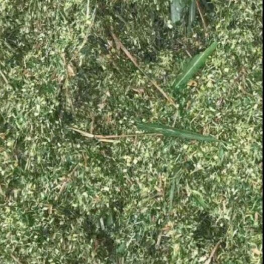 太白县青储草  玉米青贮  大量供应牛羊营养饲料草