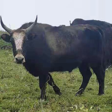 岷县精品犏牛，山林散养，自然绿色