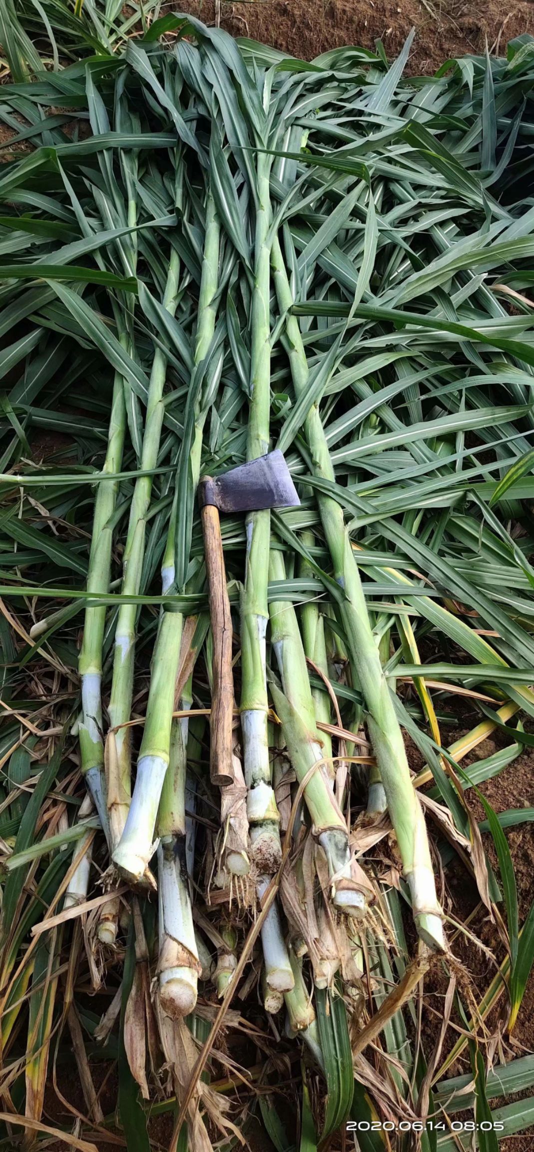 甜象草种子  优质牧草种节，甜象草种苗