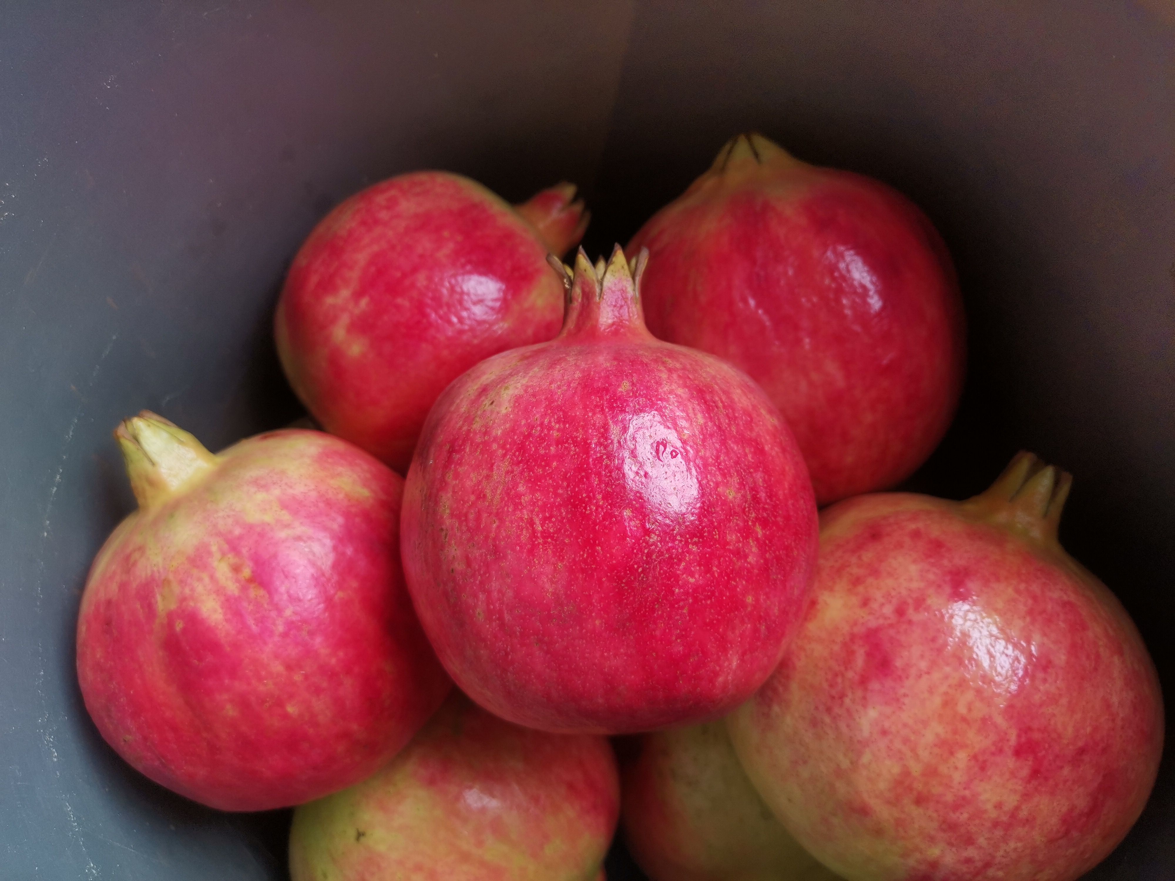  四川大凉山会理突尼斯软籽石榴