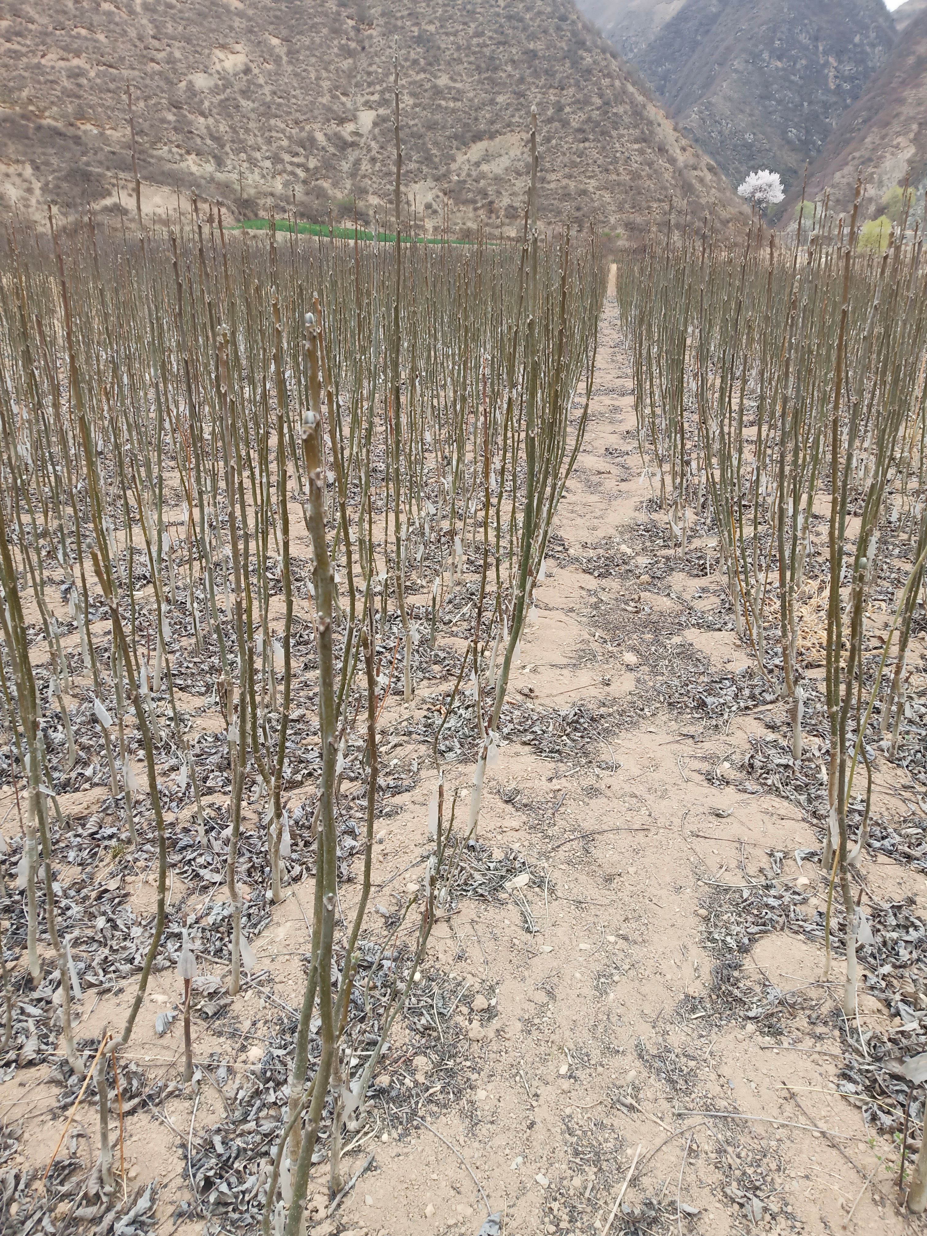  核桃苗，核桃树，嫁接核桃苗