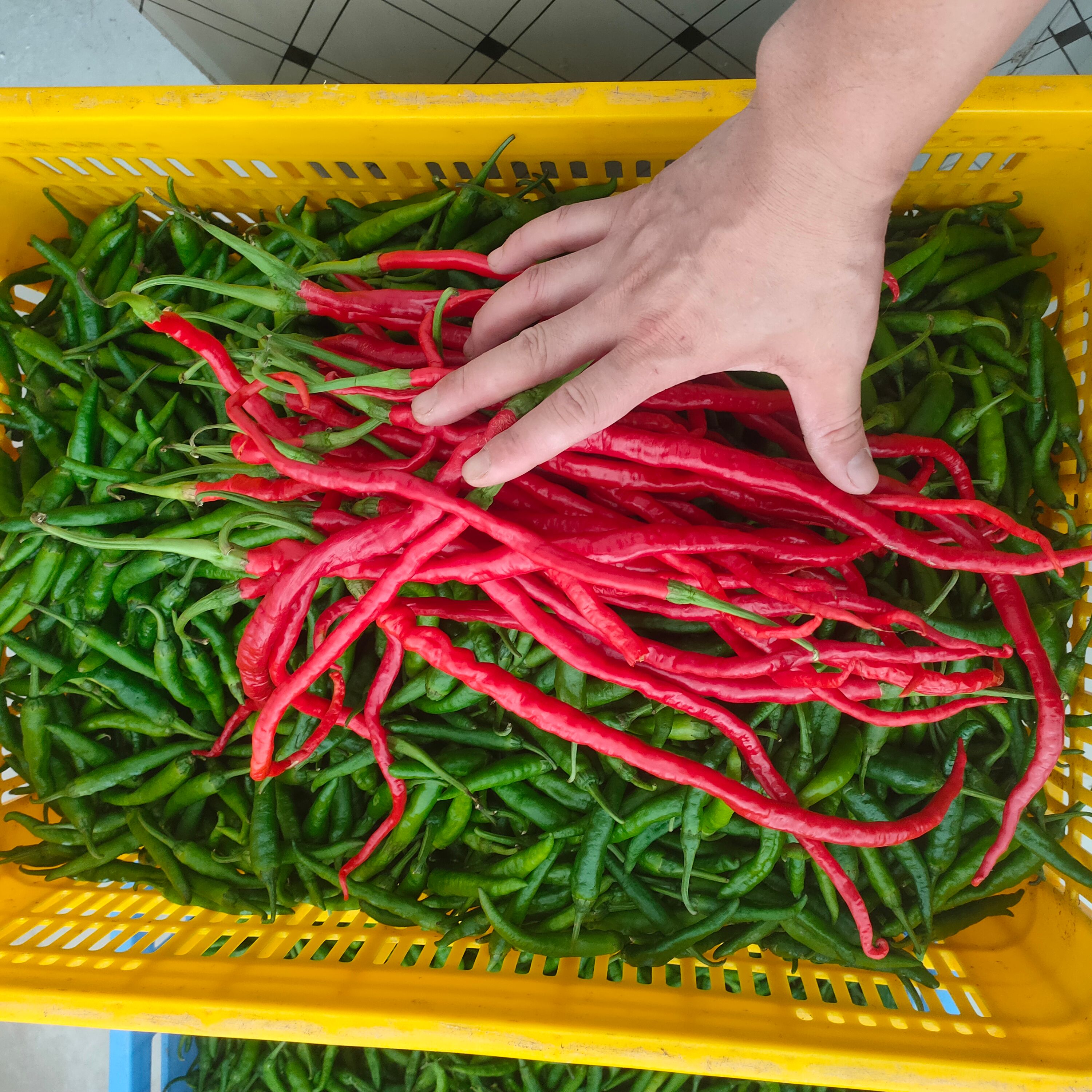 鸡肠子辣椒 鸡肠子红辣椒 鸡肠子青辣椒 鸡肠子紫辣椒