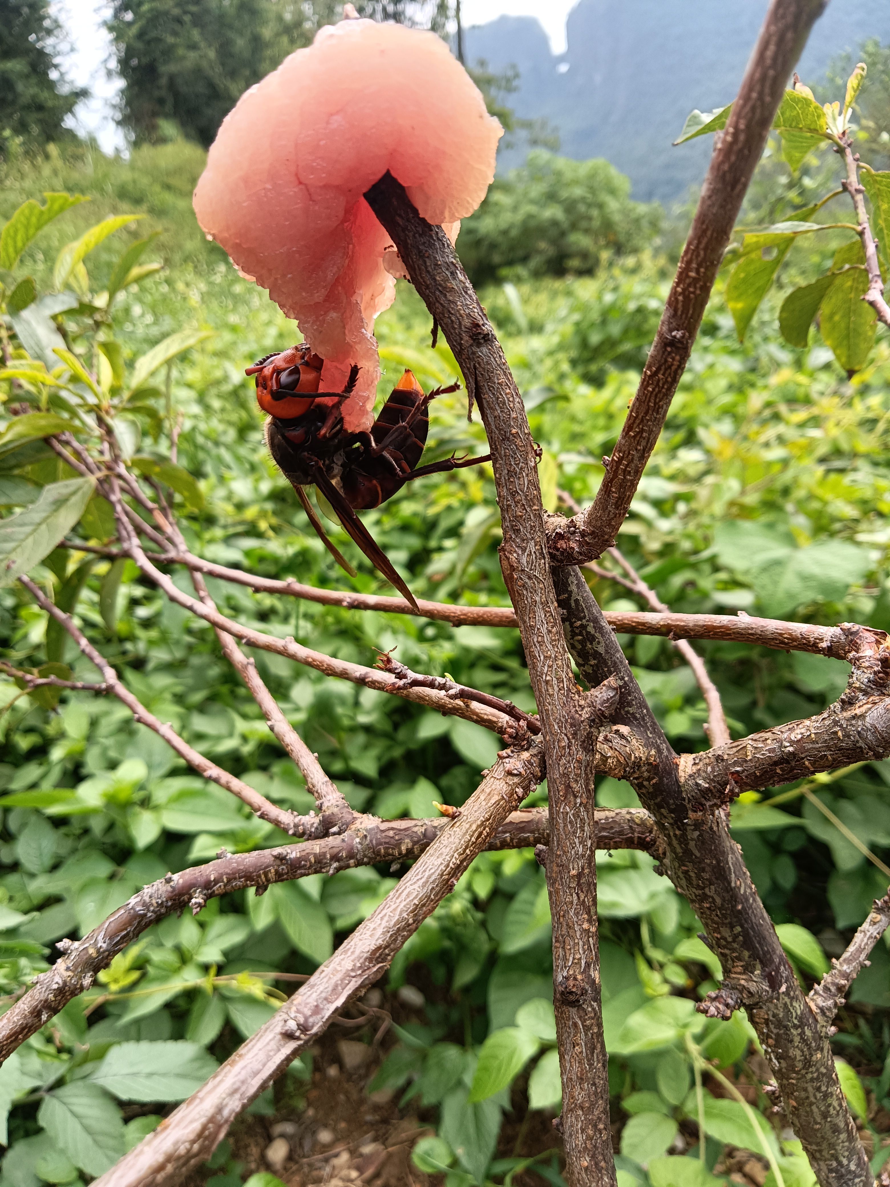 胡蜂  现货泡酒蜂，活蜂
