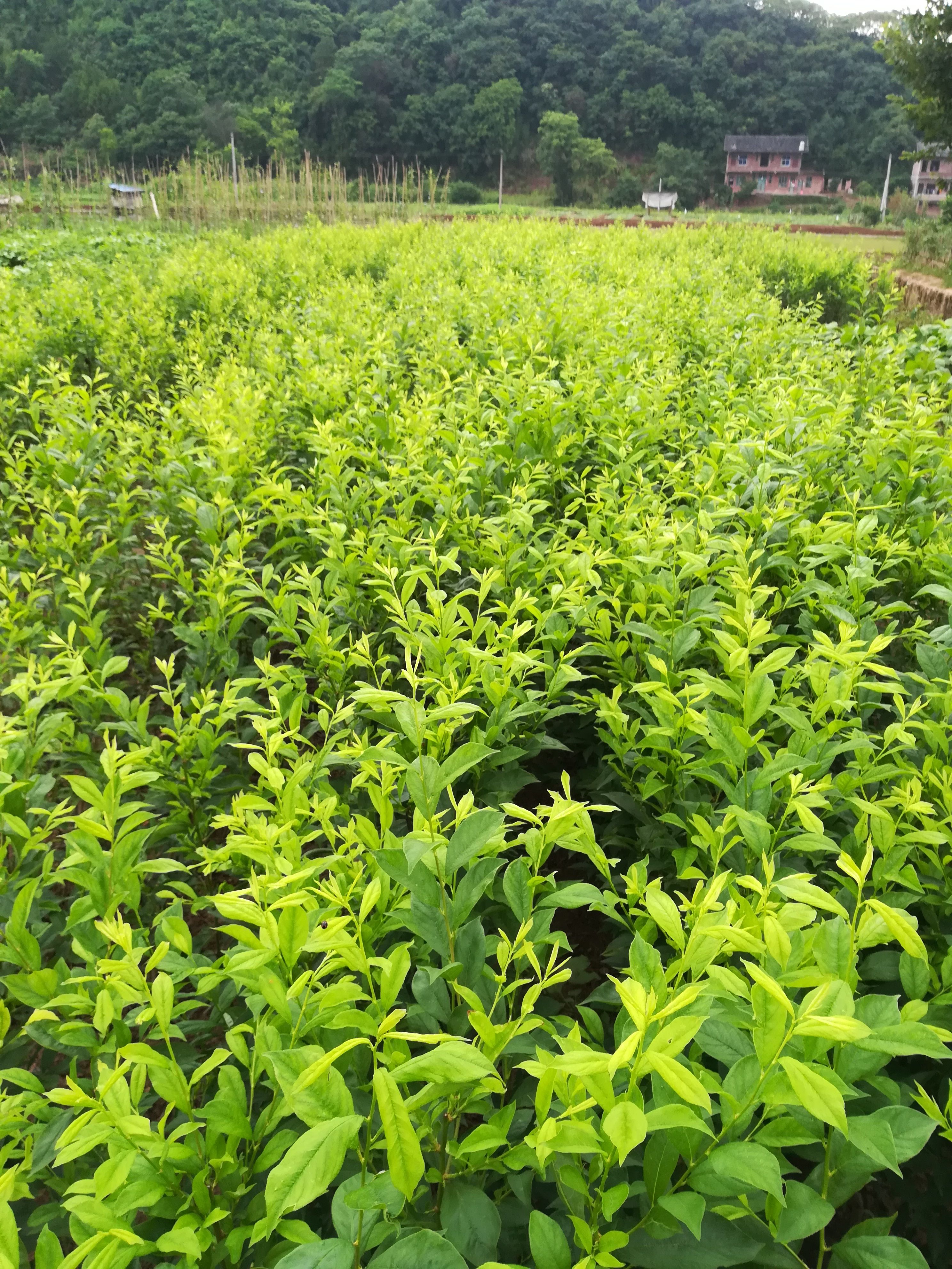 黑巨王李苗  紫黑李8月成熟，果大味甜易丰产